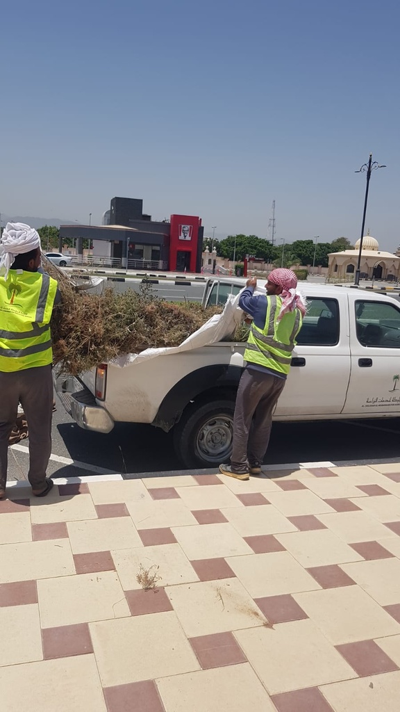 Gardening and palm tree maintenance package throughout the year