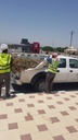 Gardening and palm tree maintenance package throughout the year