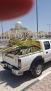 Gardening and palm tree maintenance package throughout the year