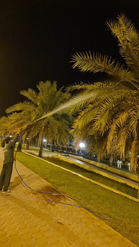 Gardening and palm tree maintenance package throughout the year