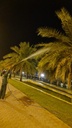 Gardening and palm tree maintenance package throughout the year
