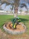 Palm fertilization service 25 kg