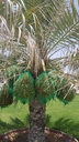 Gardening and palm tree maintenance package throughout the year
