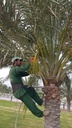 Gardening and palm tree maintenance package throughout the year