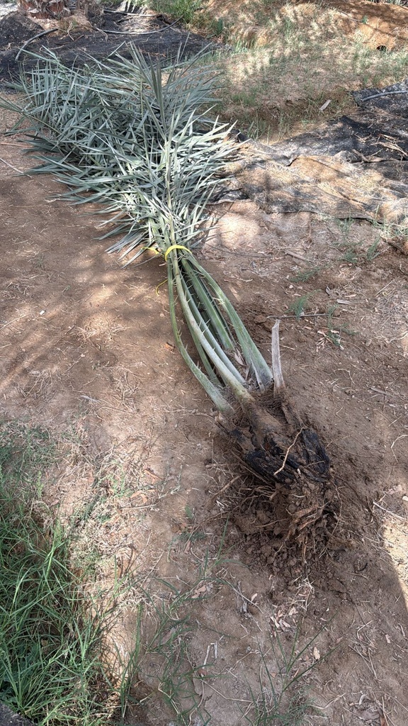 Providing small palm trees 