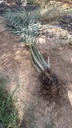 Providing small palm trees 