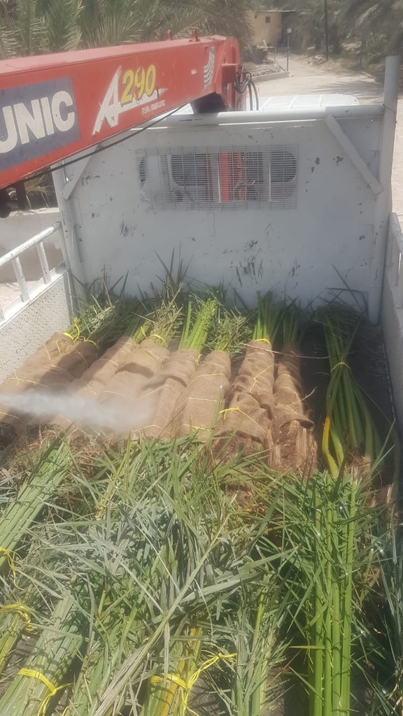 Providing small palm trees 
