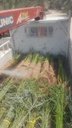 Providing small palm trees 