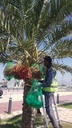 Cover the Fruits