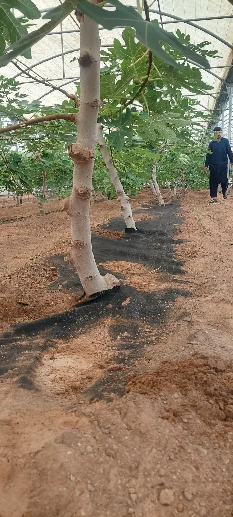 WhatsApp Image 2025-07-14 at 3.06.19 PM.webp