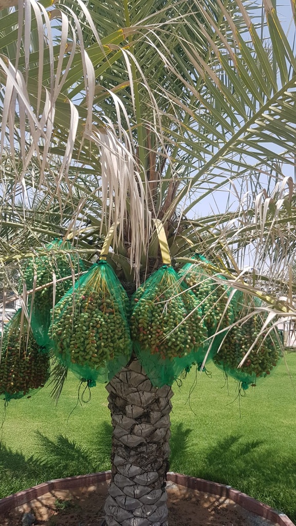 Cover the Fruits