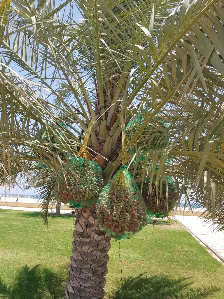 Cover the Fruits