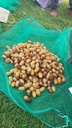 Collecting the dates