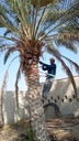 Palm Cleaning