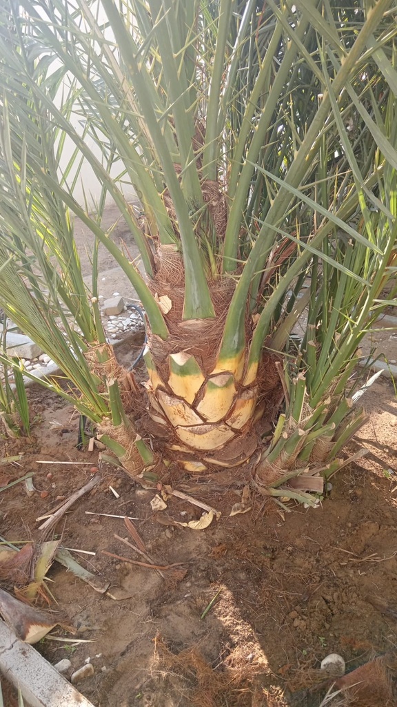 Palm Cleaning