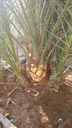Palm Cleaning