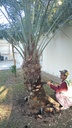 Palm Cleaning