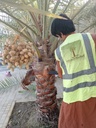 Palm Cleaning