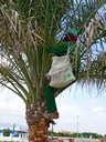 Germination service (pollination)