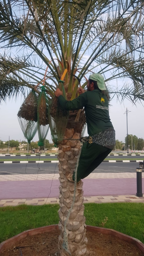 Collecting the dates