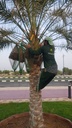 Collecting the dates
