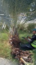 Palm cleaning 
