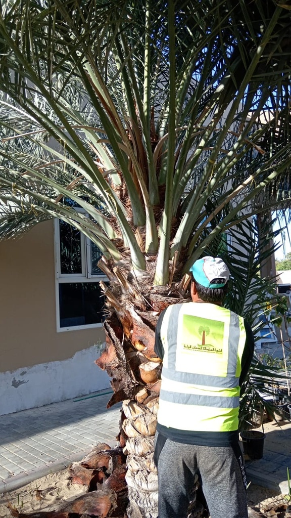 Palm cleaning 