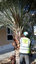 Palm cleaning 