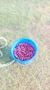 Collecting fruits 