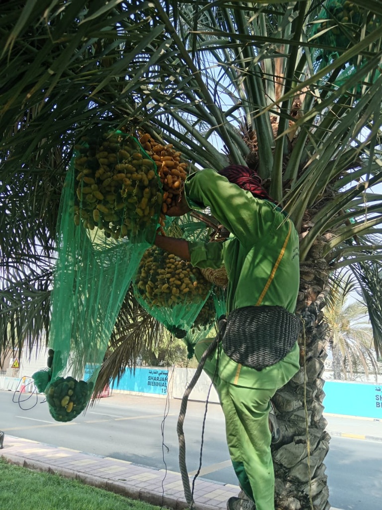 Collecting fruits 