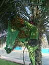 Collecting fruits 