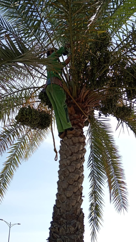 Collecting fruits 