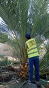 Palm beautification 