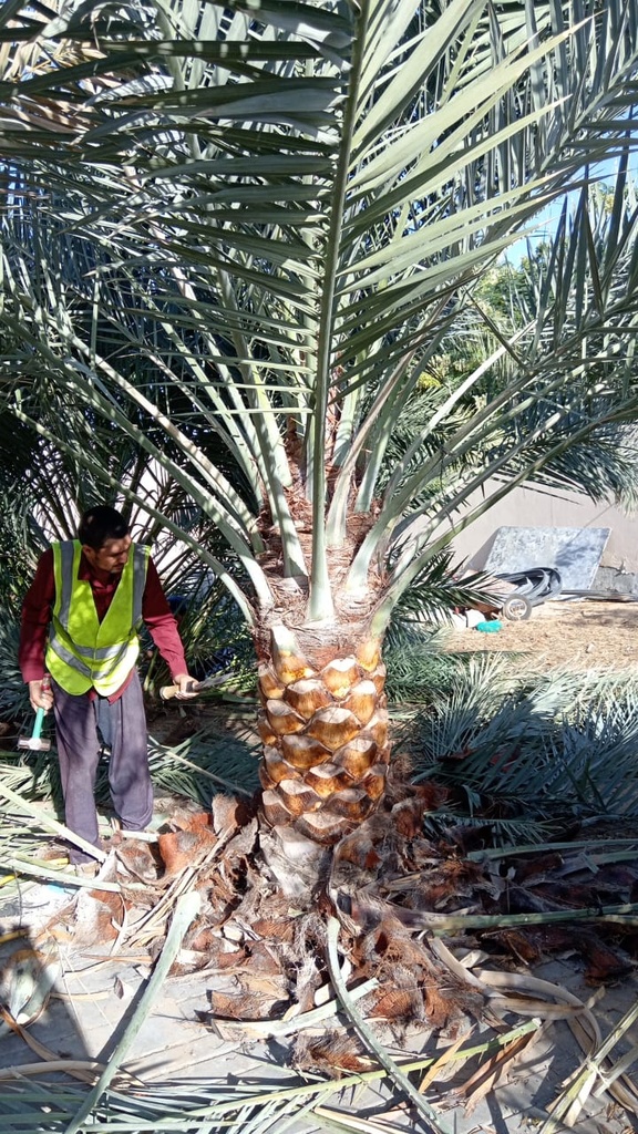 Palm beautification 