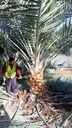 Palm beautification 