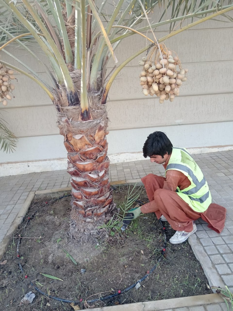 Palm beautification 