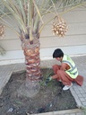 Palm beautification 