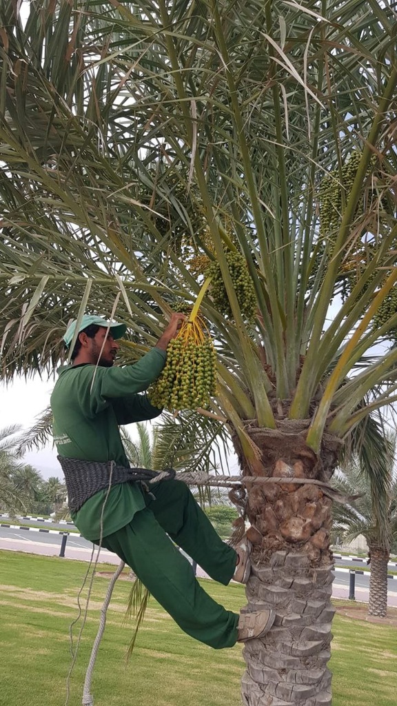 Connecting Fruits