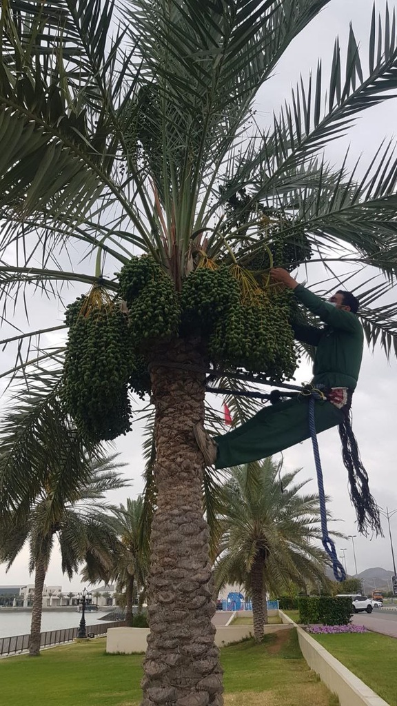 Connecting Fruits