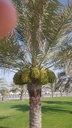 Connecting Fruits