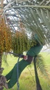 Connecting Fruits