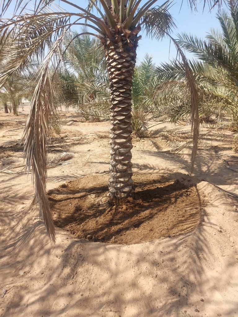 Equipping the palm basin  