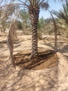 Equipping the palm basin  