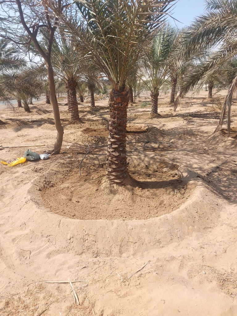 Equipping the palm basin  