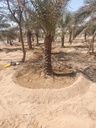Equipping the palm basin  
