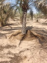Equipping the palm basin  