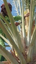 Gardening and maintenance of palm trees