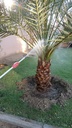 Gardening and maintenance of palm trees