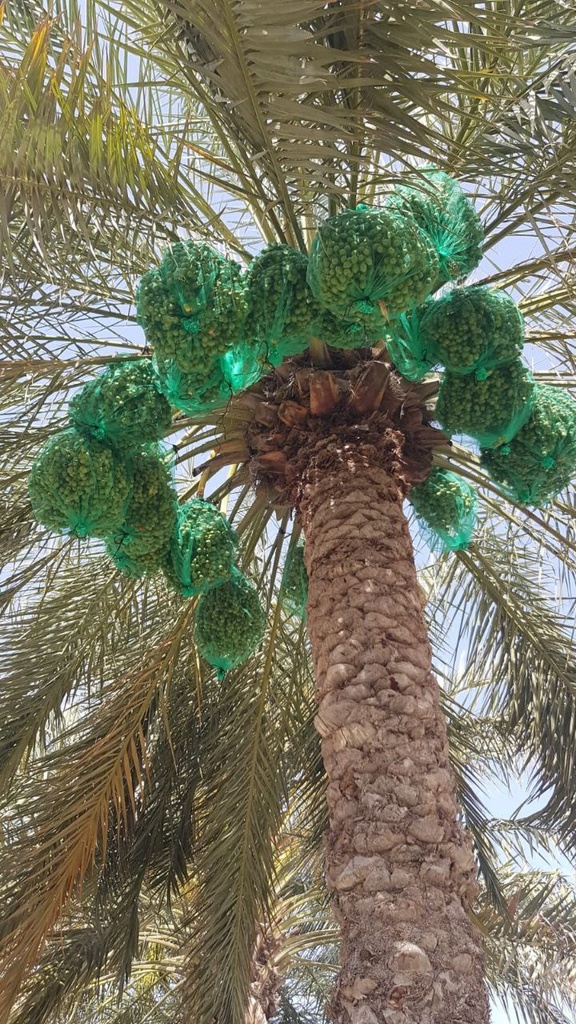 Gardening and maintenance of palm trees