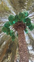 Gardening and maintenance of palm trees